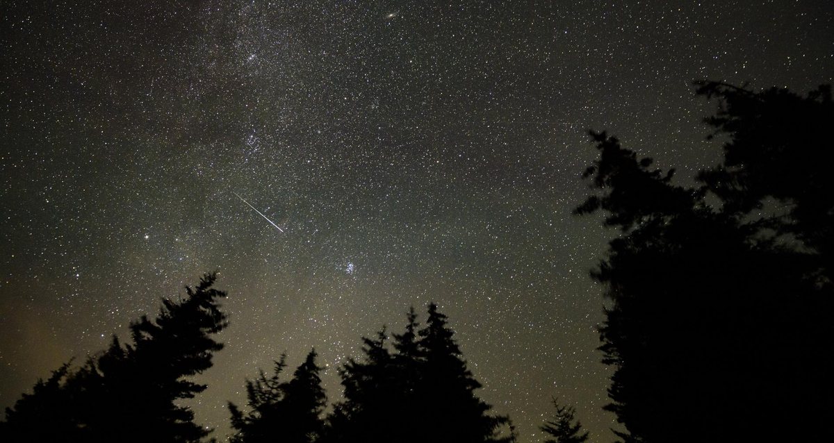 A starry night sky over dark pine trees. One thin bright streak crosses the stars.